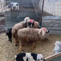 گوسفند|حیوانات مزرعه|مرودشت, محمد آباد|دیوار