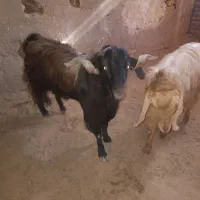نر بز درجه یک|حیوانات مزرعه|سمنان, |دیوار
