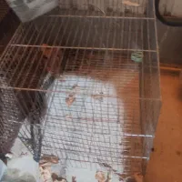 قفس پرنده|لوازم جانبی حیوانات|فولادشهر, B2|دیوار