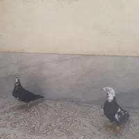 جفت باقره
