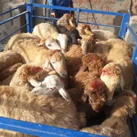 تعاونی تنضیم بازار دام سالم زیرنظر بازراس|حیوانات مزرعه|مشهد, توس (بلوار توس)|دیوار