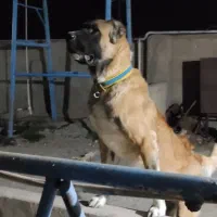 واگذاری سگ دهن پاک|سگ|سبزوار, پاسداران|دیوار