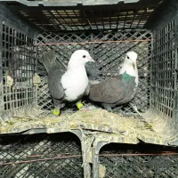 سه عده سر سفیده