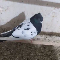 کبوتر حسن خانی|پرنده|دهگلان, |دیوار