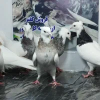 کفتر طوقی نسل دار|پرنده|پاکدشت, پاکدشت (مامازند)|دیوار