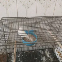قناری ماده درشت خال سیاه