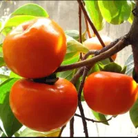 خرمالو درشت و آبدار ژاپنی