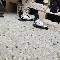 گل کبوتر پلاکی سینه مشکی  کفتر تهرانی بپر|حراج|لنجان, |دیوار