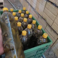 خیار شور|خوردنی و آشامیدنی|گیان, |دیوار