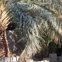 فروش خانه ۶۵ متری نظام شهر مومن اباد کوچه مخابرات|فروش خانه و ویلا|نرماشیر, |دیوار