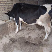 گاو تازه زا و آبستن سنگین اصیل