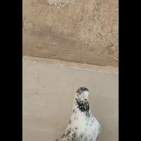 کفتر پرشی معاوضه هم دارم با قلیون برنجی عربی