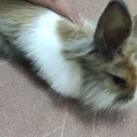 خرگوش|موش و خرگوش|اصفهان, شهرک قدس|دیوار