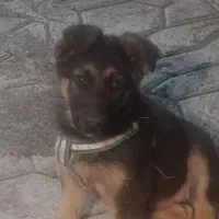 ژرمن ورک لاین ۳ماهه