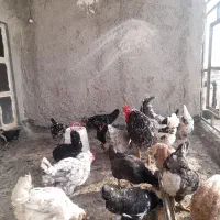 تخم نطفه دار گلین اصیل|حیوانات مزرعه|قزوین, |دیوار