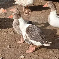 غاز فروشی / قیمت هر عدد غاز  ۸۵۰