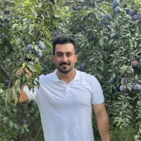 فروش نهال آلو کالیفرنیا یا پفکی رویال نهال