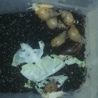 حلزون آلبینو بالغ و بچه