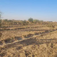 فروش باغ پسته ۷ ساله|فروش دفتر صنعتی، کشاورزی، تجاری|گناباد, |دیوار