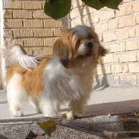 واگذاری سگ شیتزو