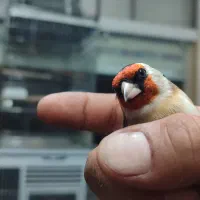 سهره سیره سره|پرنده|قم, ناصردیوان|دیوار