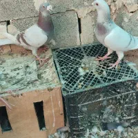 کبوتر سوسنی پیازی|پرنده|خشت, |دیوار