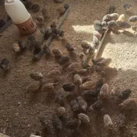 بلدرچین گوشتی و تخم گذار