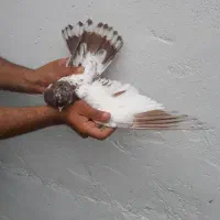 کبوتر پرشی ۲ جفت دهنجور واقعی با ضمانت ۸ ساعت|پرنده|رشت, نیروی دریایی|دیوار