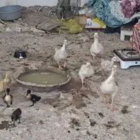 جوجه غاز جوان