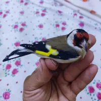 سهره باغی نر درشت و کشیده