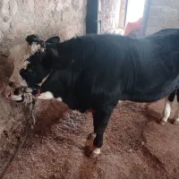 گوساله نر جوان سالم