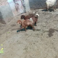 بره نروماده