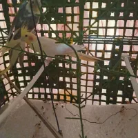 جفت عروس هلندی مولد|پرنده|مشهد, شریف|دیوار