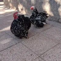 مرغ وخروس فرتزئینی|حیوانات مزرعه|تربتحیدریه, داروپخش|دیوار