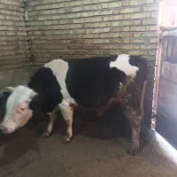 گوساله|حیوانات مزرعه|کلاترزان, |دیوار