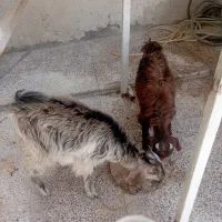 بزغاله نر و ماده