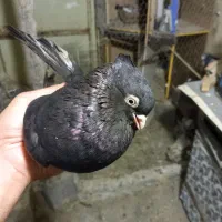 معاوضه ماده سیاه با نر|پرنده|بندر ماهشهر, |دیوار