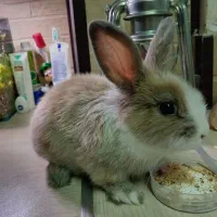 واگذاری خرگوش سه ماهه لوپ کاراملی