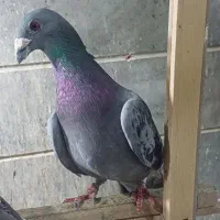 کبوتر پلاکی جفت صید مقام دار