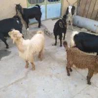 فروش حیوان|حیوانات مزرعه|بوشکان, |دیوار