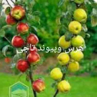 خدمات باغبانی حرس وبیل زنی دور درختان|خدمات باغبانی و درختکاری|زنجان, |دیوار