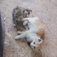 واگذار میشود|گربه|خوی, |دیوار