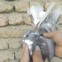 کفتر گرفتنی 6عدد|پرنده|صباشهر, |دیوار