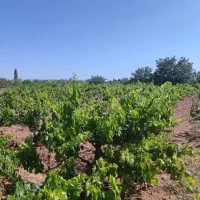 باغ-انگور-ضیاء-آباد