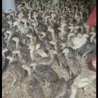 جوجه بوقلمون واکسن خورده و تخم نطفه دار بوقلمون