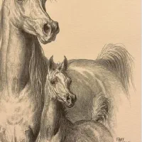 کره مادیان عرب مصری ( دوسر وارداتی )