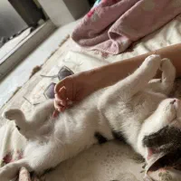 پیشی مهربون