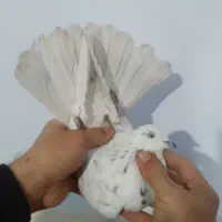 کفتر غریب گیری