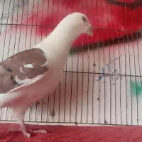 پشت گراف سرخ پر خال سیا نر|پرنده|گلبهار, بیزکی|دیوار