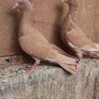 کبوتر زرد به شرط|پرنده|جوین, |دیوار